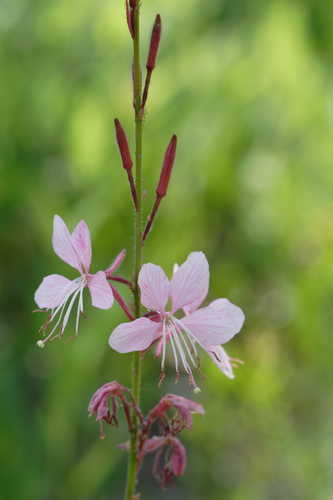 Oenothera lindheimeri #28